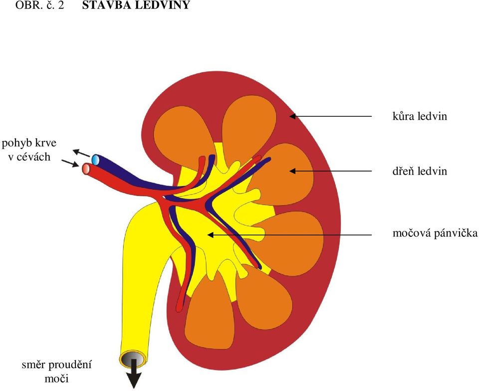 cévách de ledvin moová