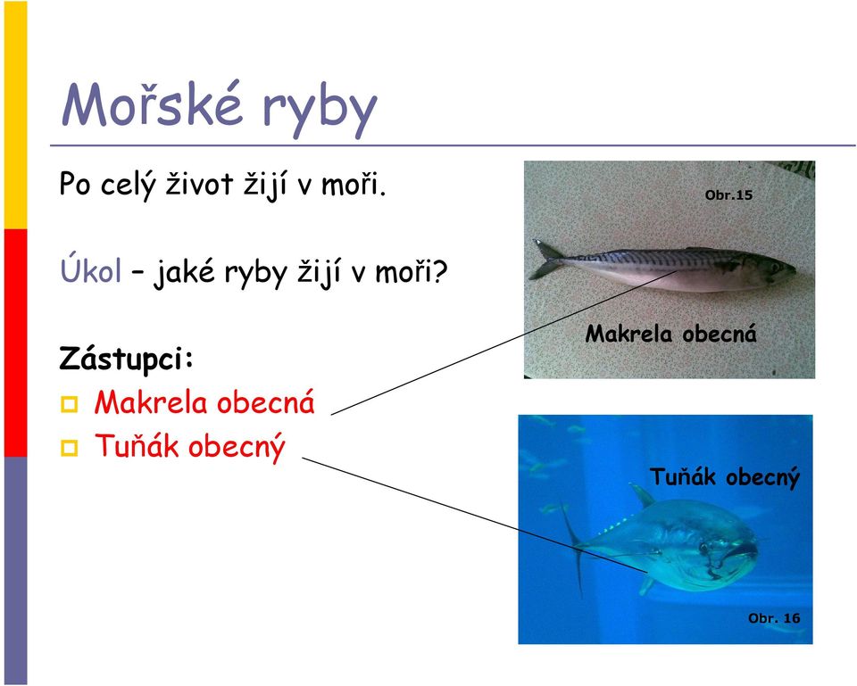 15 Úkol jaké ryby žijí v moři?