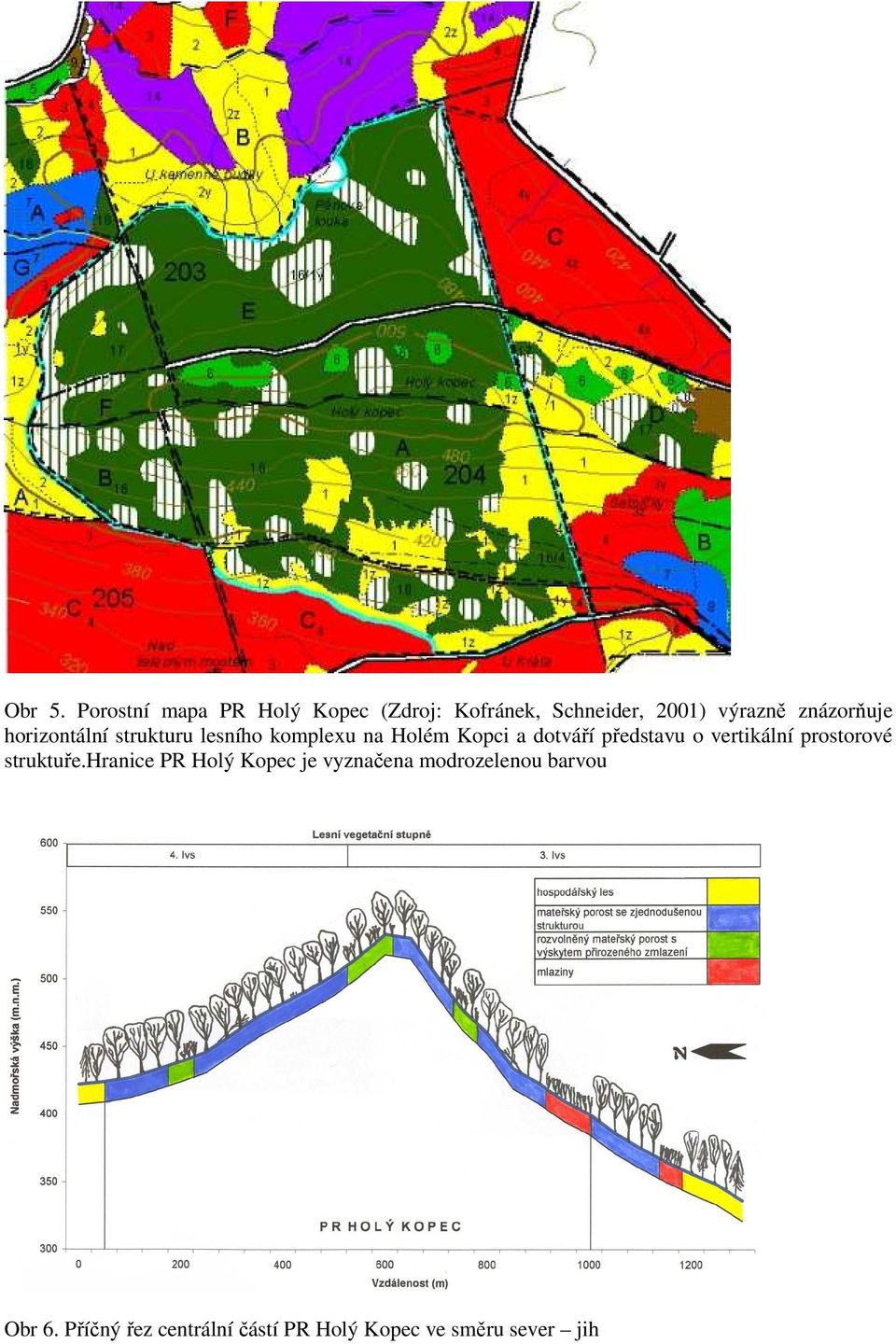 znázorňuje horizontální strukturu lesního komplexu na Holém Kopci a dotváří