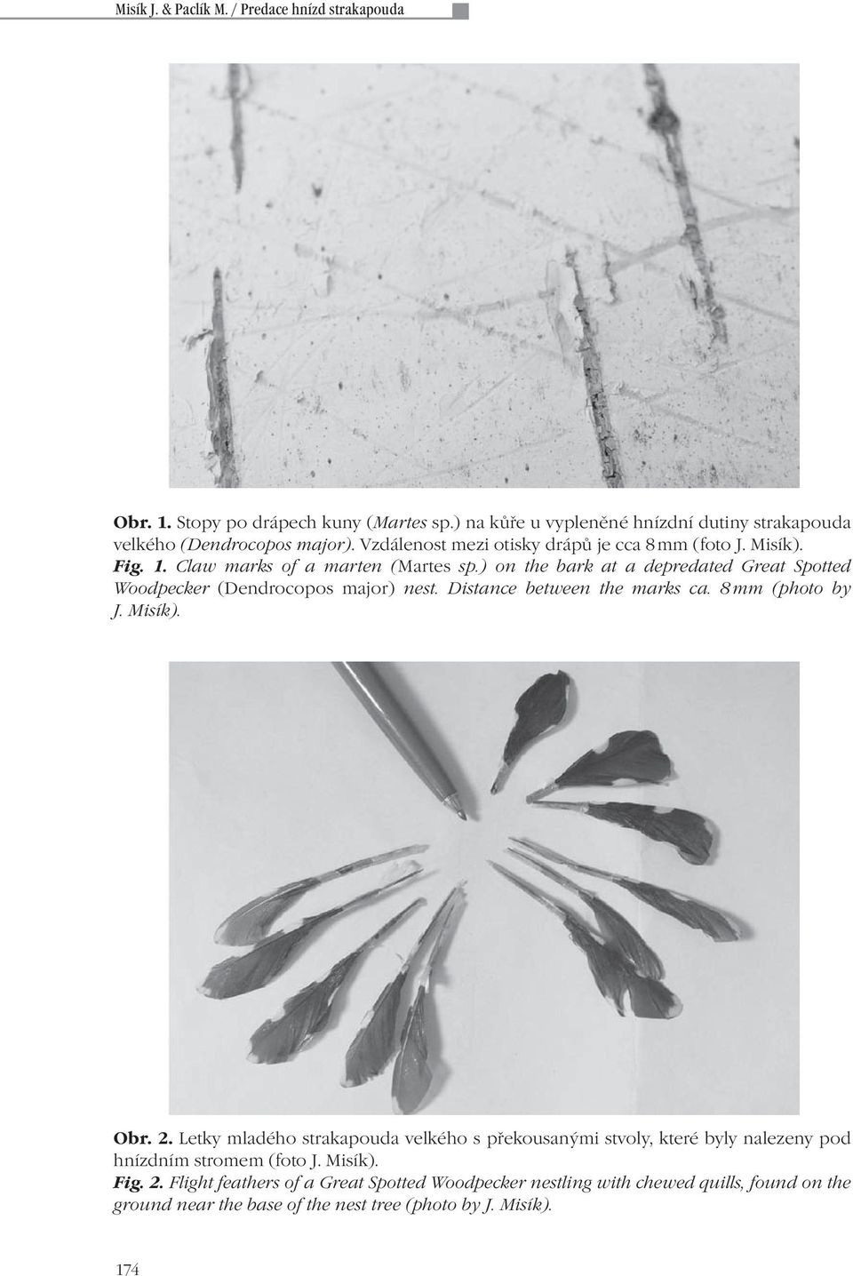 ) on the bark at a depredated Great Spotted Woodpecker (Dendrocopos major) nest. Distance between the marks ca. 8 mm (photo by J. Misík). Obr. 2.