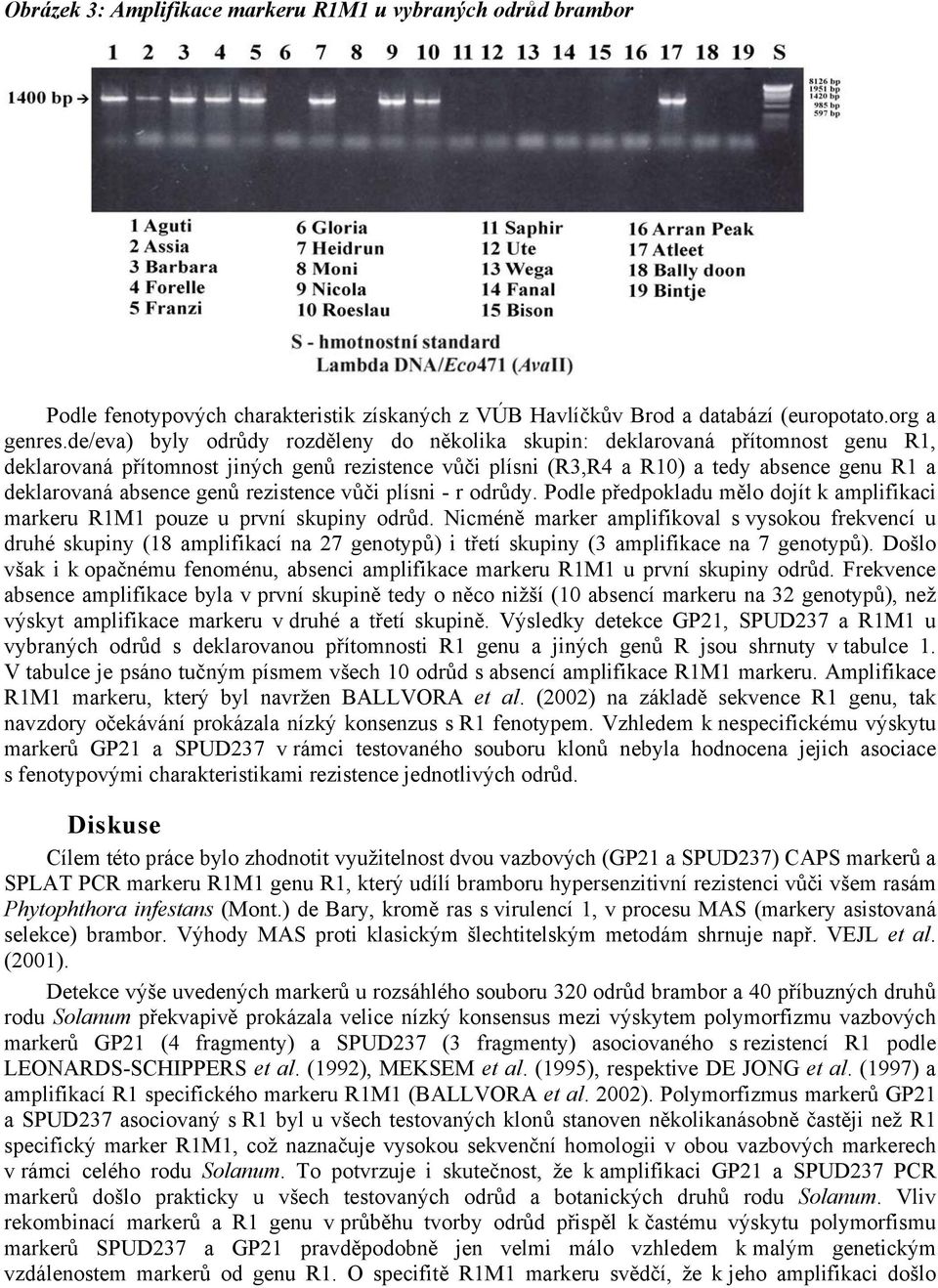 genů rezistence vůči plísni - r odrůdy. Podle předpokladu mělo dojít k amplifikaci markeru R1M1 pouze u první skupiny odrůd.