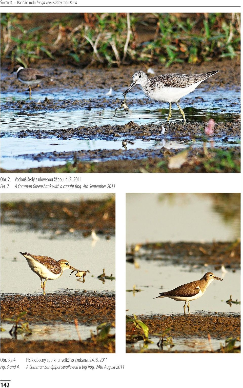 11 Fig. 2. A Common Greenshank with a caught frog. 4th September 2011 Obr.