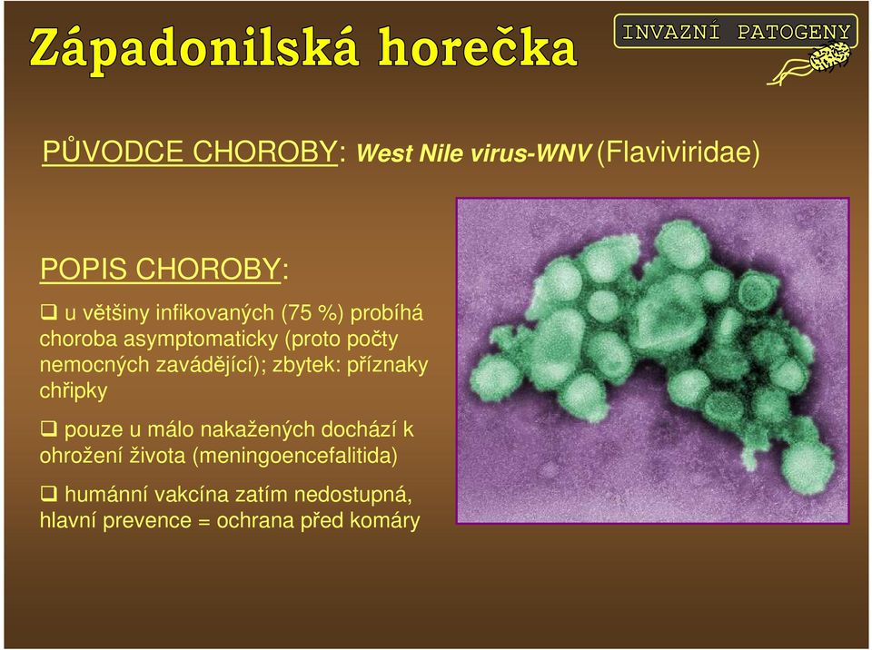 zavádějící); zbytek: příznaky chřipky pouze u málo nakažených dochází k ohrožení