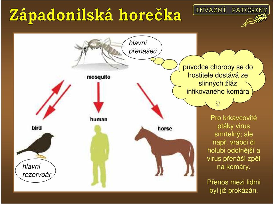 krkavcovité ptáky virus smrtelný; ale např.