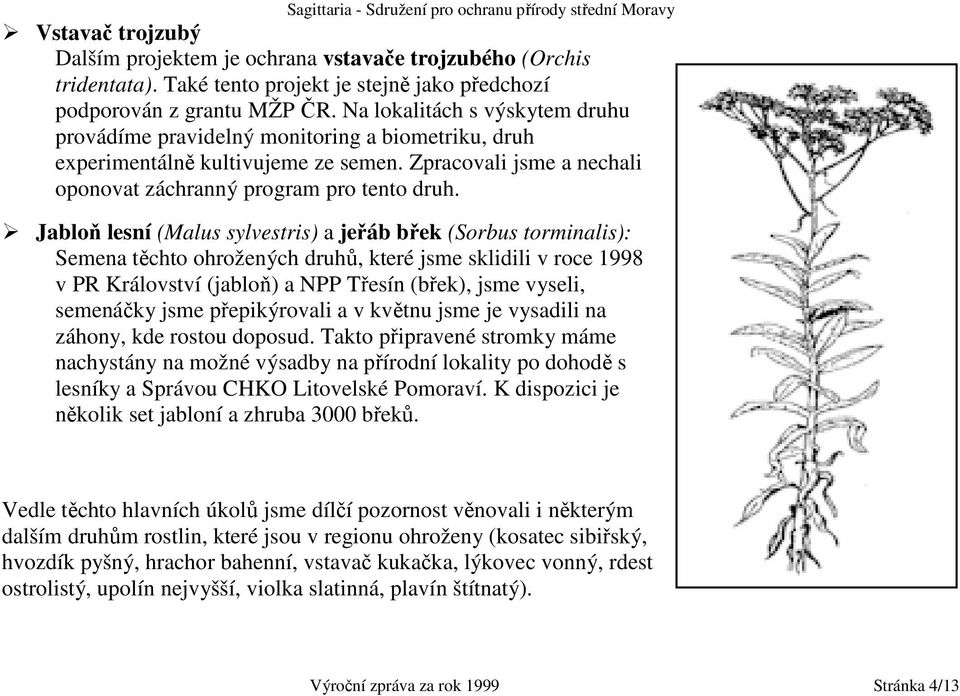 Jabloň lesní (Malus sylvestris) a jeřáb břek (Sorbus torminalis): Semena těchto ohrožených druhů, které jsme sklidili v roce 1998 v PR Království (jabloň) a NPP Třesín (břek), jsme vyseli, semenáčky