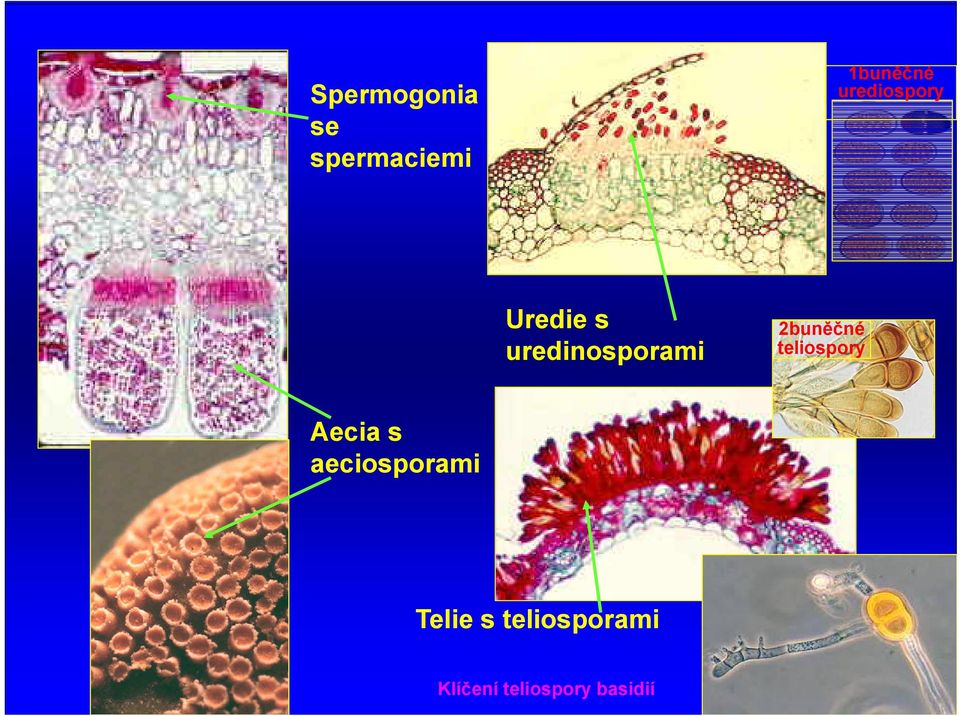 2buněčné teliospory Aecia s