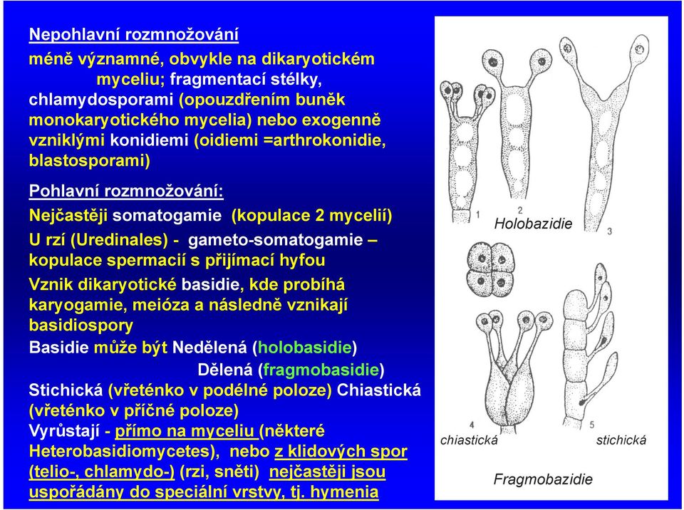 dikaryotické basidie, kde probíhá karyogamie, meióza a následně vznikají basidiospory Basidie může být Nedělená (holobasidie) Dělená (fragmobasidie) Stichická (vřeténko v podélné poloze)