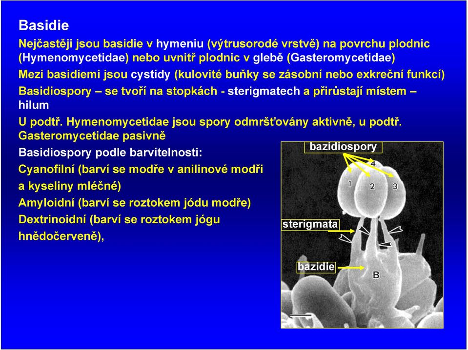 podtř. Hymenomycetidae jsou spory odmršťovány aktivně, u podtř.