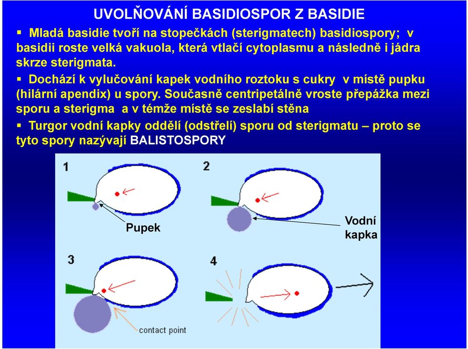 Dochází k vylučování kapek vodního roztoku s cukry v místě pupku (hilární apendix) u spory.