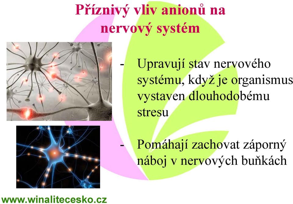 organismus vystaven dlouhodobému stresu -