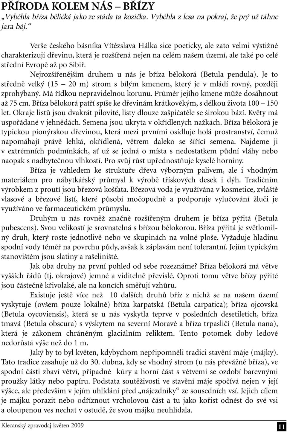 Nejrozšířenějším druhem u nás je bříza bělokorá (Betula pendula). Je to středně velký (15 20 m) strom s bílým kmenem, který je v mládí rovný, později zprohýbaný. Má řídkou nepravidelnou korunu.