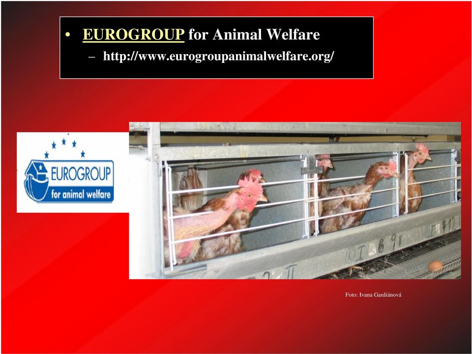 eurogroupanimalwelfare.