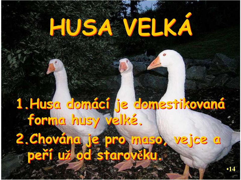 forma husy velké. 2.