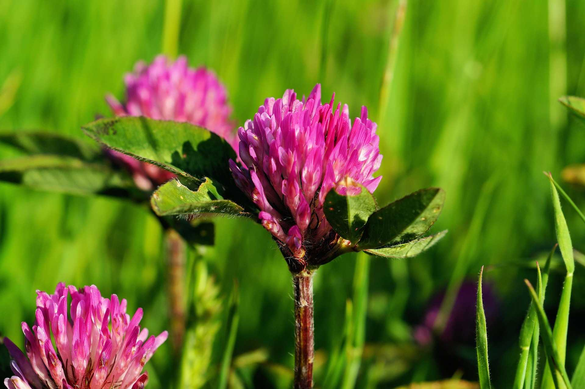 Jetel luční, rolní, plazivý (Trifolium pratense, arvense, repens) má protizánětlivé, dezinfekční a močopudné účinky podporuje trávení působí proti průjmu čistí krev odhleňuje podporuje činnost