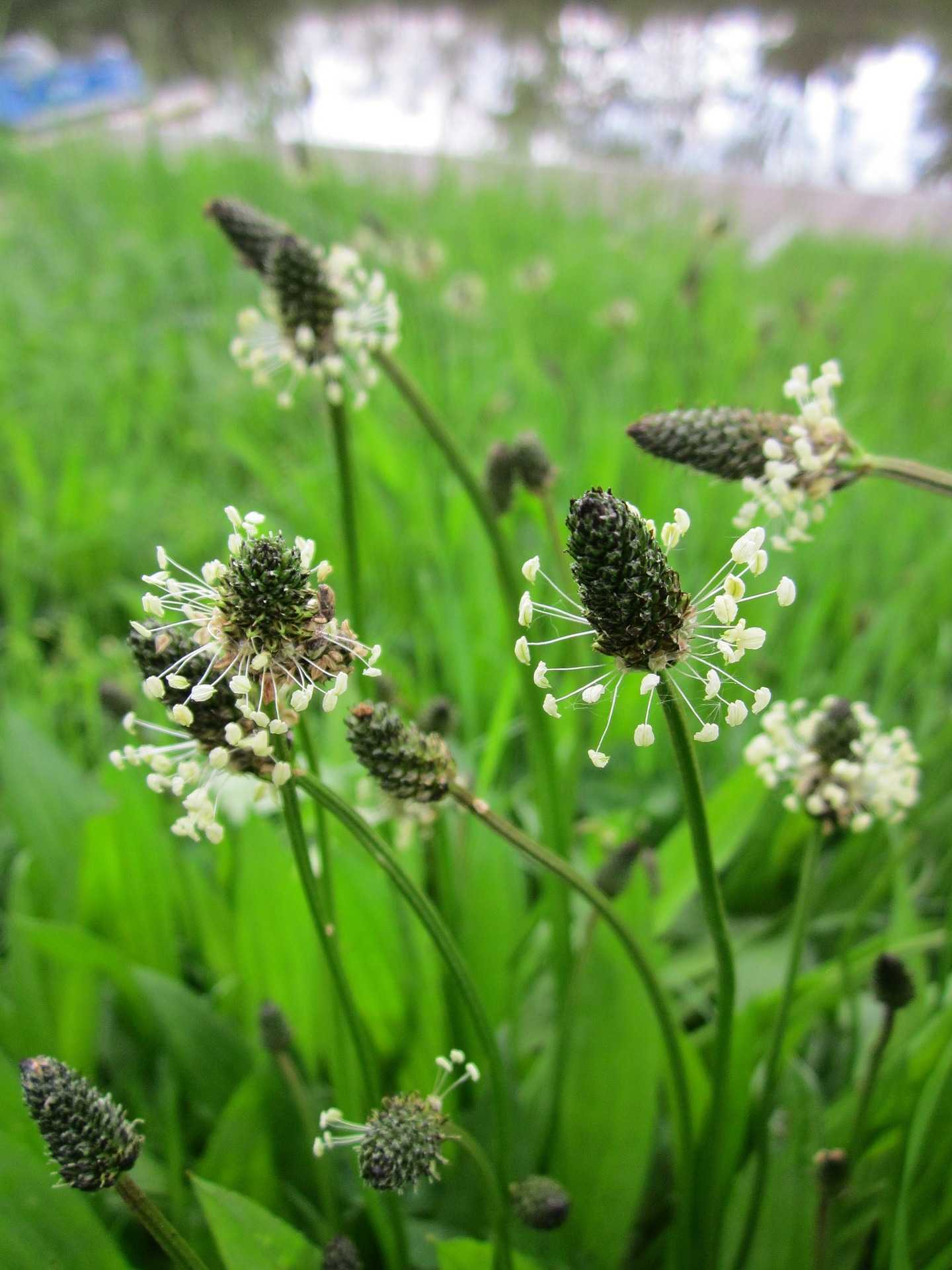 Jitrocel kopinatý (Plantago lanceolata) působí dezinfekčně čistí krev odhleňuje pomáhá při chřipce a nachlazení léčí záněty dýchacích cest reguluje zažívání podporuje činnost ledvin zevně zastavuje