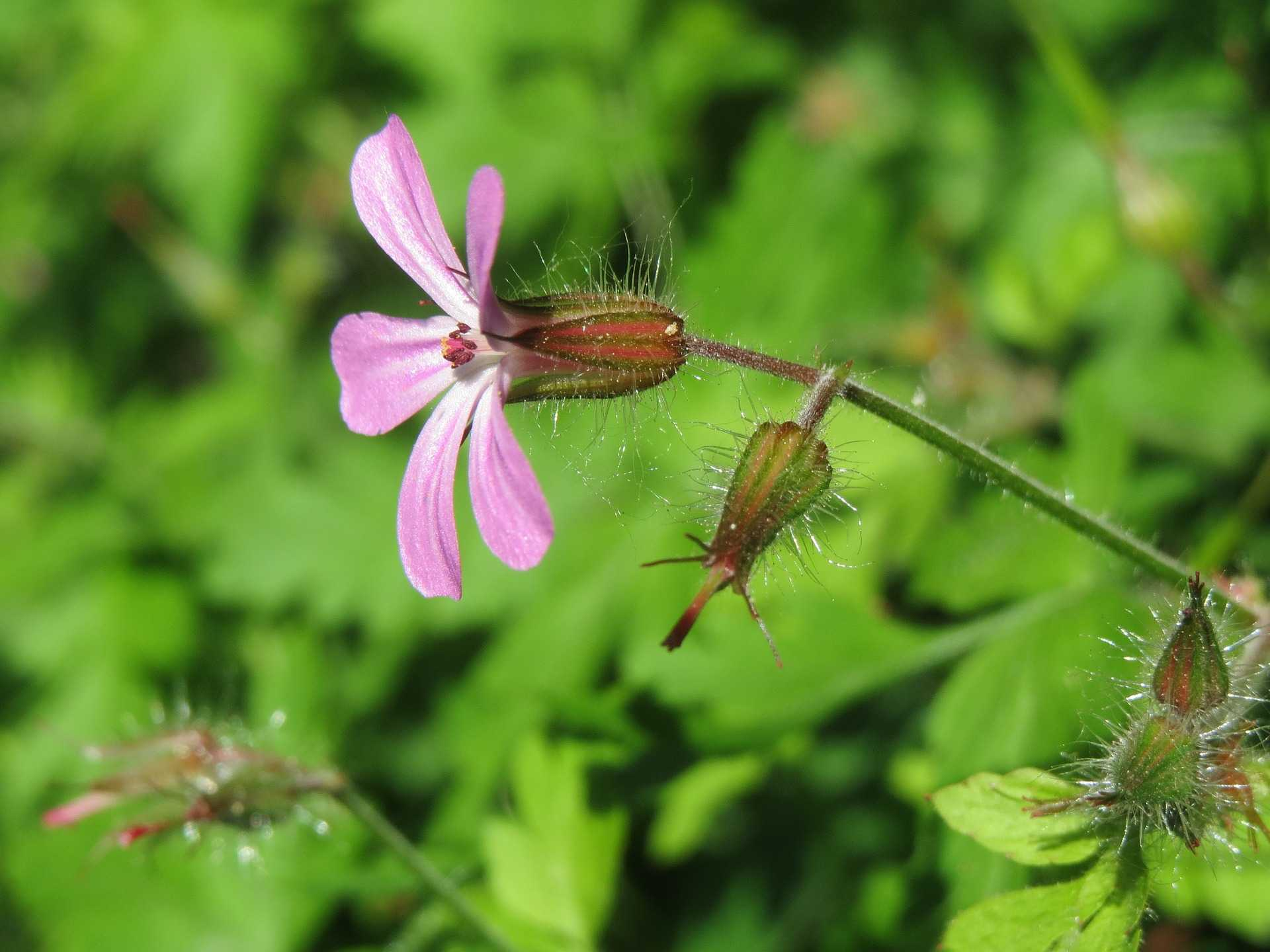 Kakost smrdutý (Geranium robertianum) má protizánětlivé a svíravé účinky čistí organismus působí proti rakovině zastavuje vnější i vnitřní krvácení pomáhá při onemocnění močových cest a krvi v moči