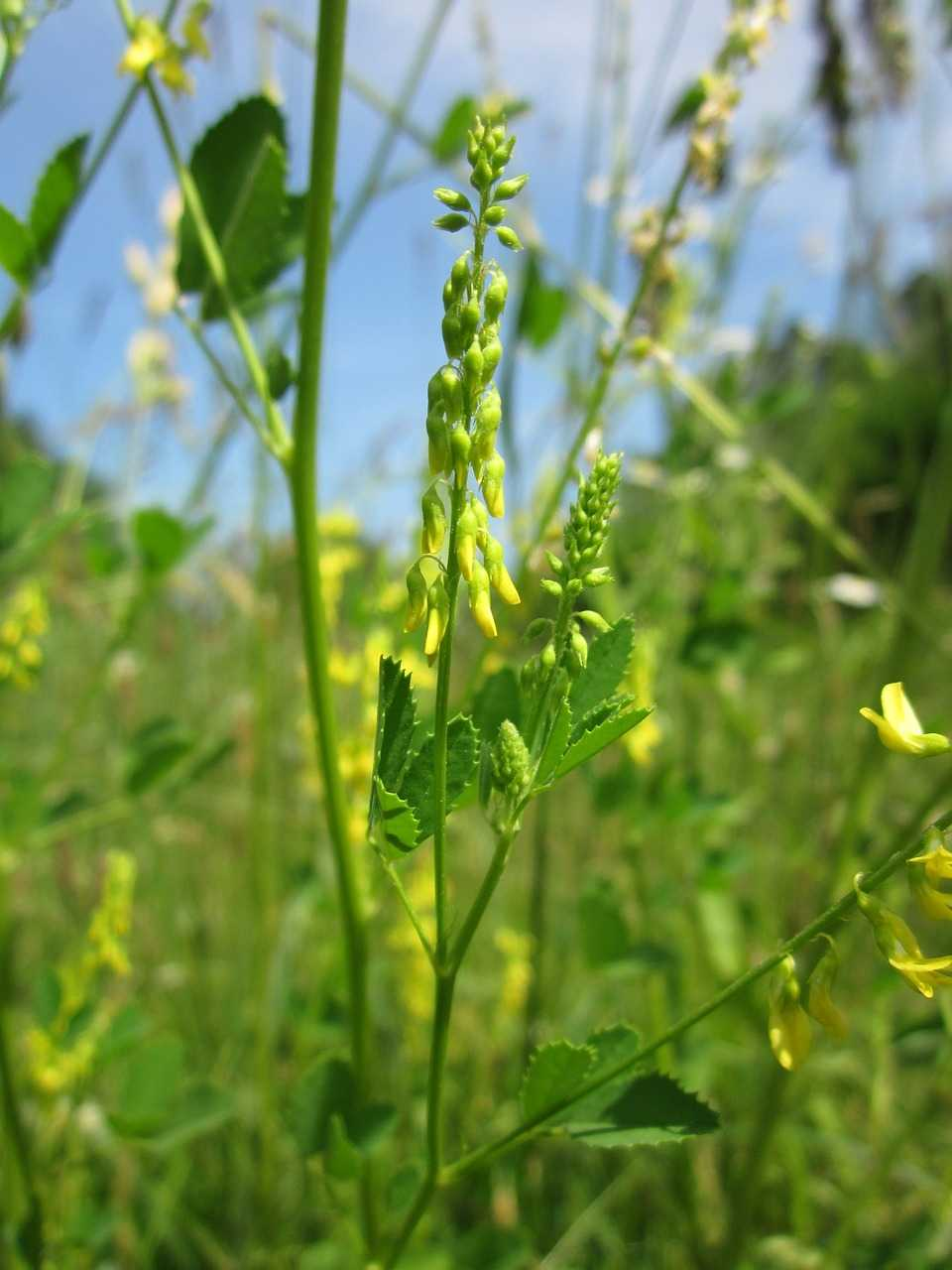 Komonice lékařská (Melilotus officinalis) působí protizánětlivě čistí organismus zlepšuje krevní oběh pomáhá udržovat zdravé cévy snižuje krevní tlak a srážlivost pomáhá při trombóze mírní