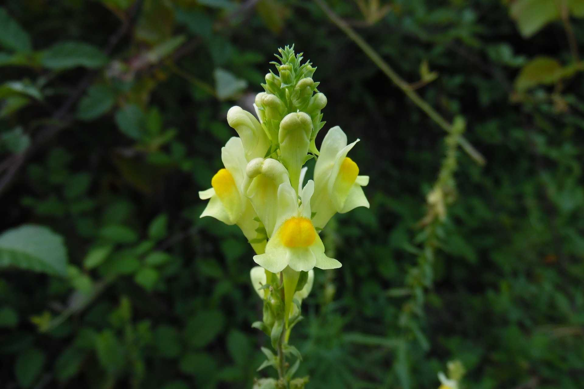 Lnice obecná (Linaria vulgaris) působí protizánětlivě a močopudně tlumí bolesti vnitřních orgánů mírní křeče léčí onemocnění žlučníku podporuje činnost střev pomáhá při onemocnění močových cest