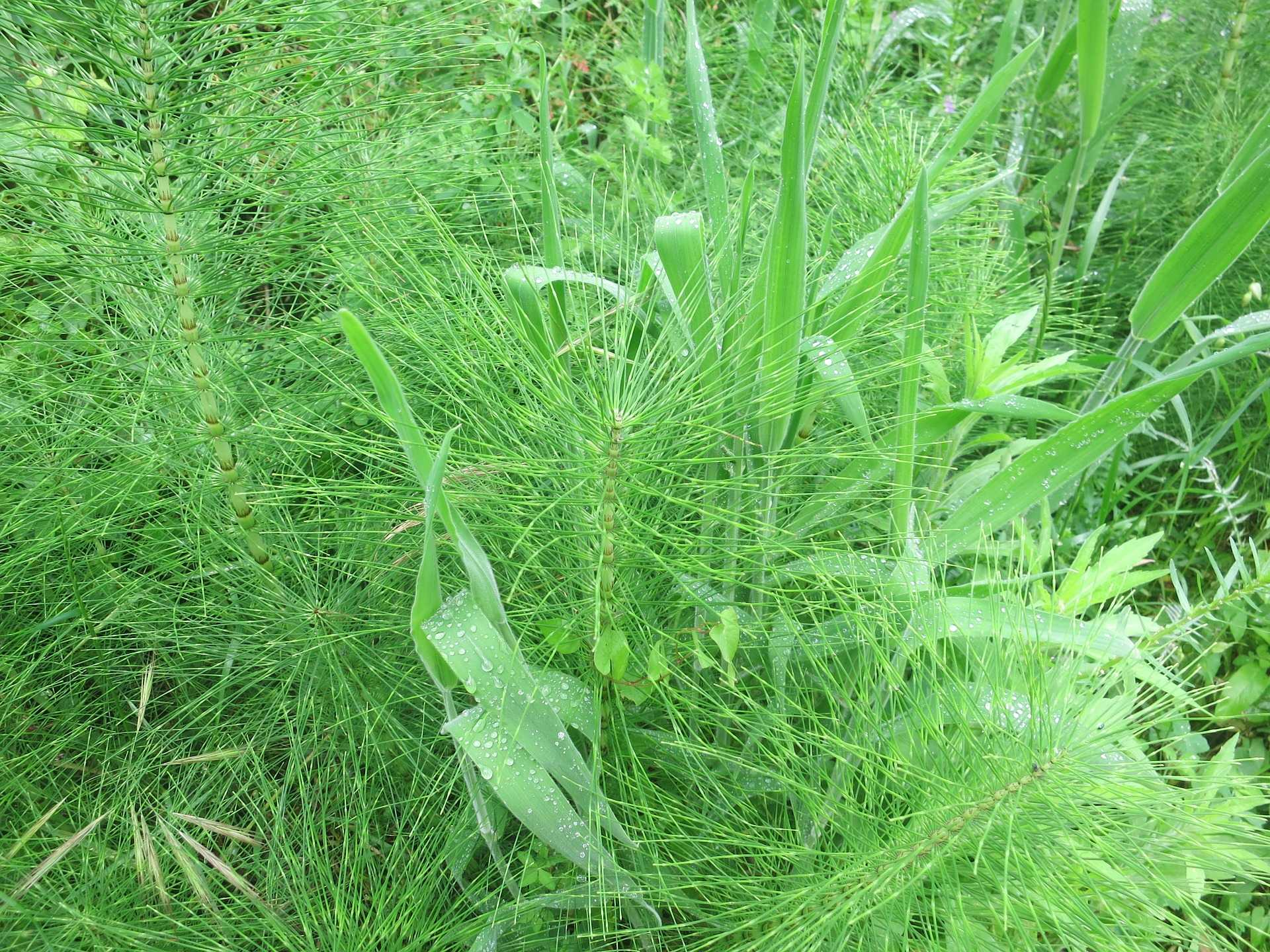 Přeslička rolní (Equisetum arvense) pročišťuje organismus má protizánětlivé, protinádorové, protirakovinné a hojivé účinky působí močopudně zastavuje krvácení vnitřní i vnější čistí a zpevňuje cévy