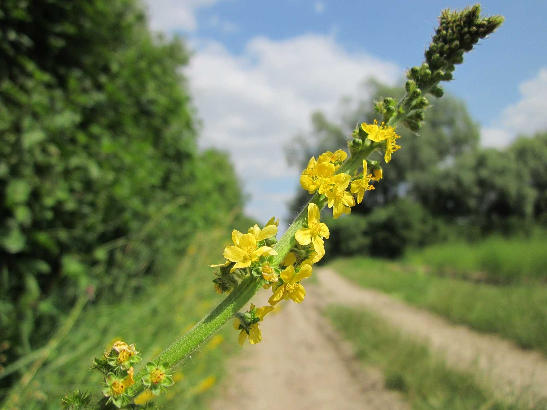 Řepík lékařský (Agrimonia eupatoria) působí protizánětlivě uklidňuje trávicí soustavu podporuje trávení čistí a posiluje organismus rozpouští žlučové a močové kameny mírní průjem pomáhá při