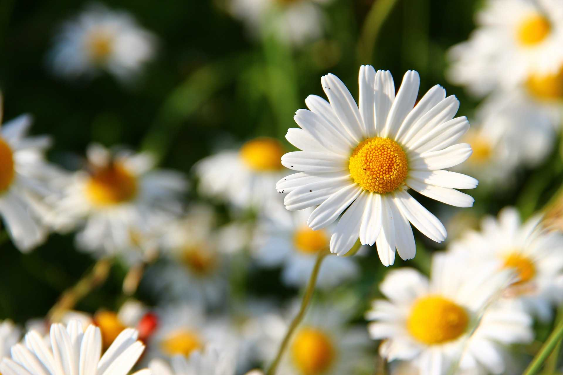 Sedmikráska obecná (Bellis perennis) protizánětlivé a močopudné účinky čistí krev podporuje metabolismus posiluje funkci jater a žlučníku léčí záněty močového ústrojí podporuje pocení a vykašlávání