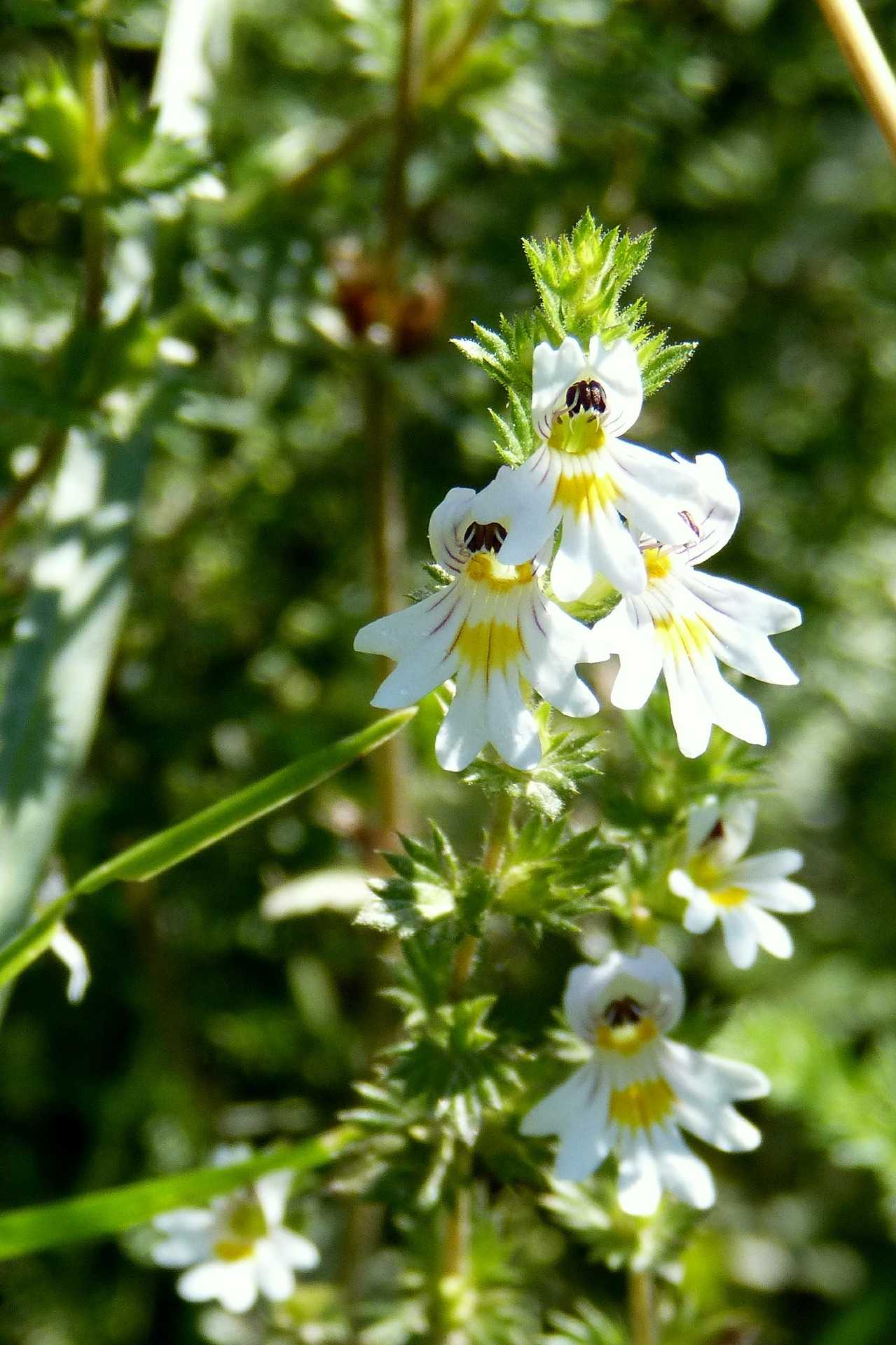 Světlík lékařský (Euphrasia officinalis) působí dezinfekčně a protizánětlivě léčí nejrůznější onemocnění očí (zánět spojivek, únava, podráždění, ječné zrno, pooperační stavy.