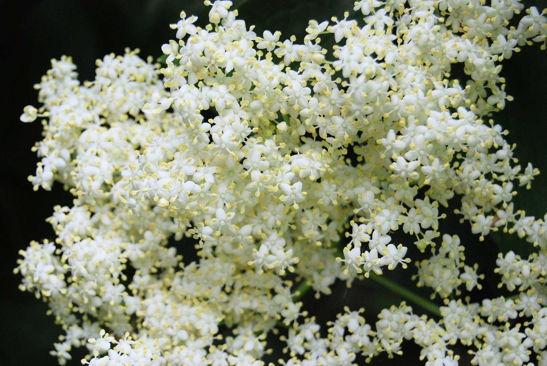 Bez černý (Sambucus nigra) působí antibakteriálně a protizánětlivě pomáhá při chřipce a nachlazení snižuje horečku podporuje odkašlávání má močopudné účinky čistí a obnovuje krev tiší bolest