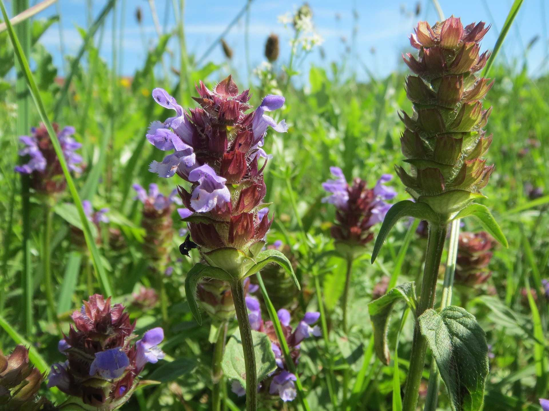 Černohlávek obecný (Prunella vulgaris) působí dezinfekčně a protizánětlivě pomáhá při zánětech v krku a dutině ústní má močopudné účinky mírní průjem pomáhá při problémech s trávením zevně podporuje