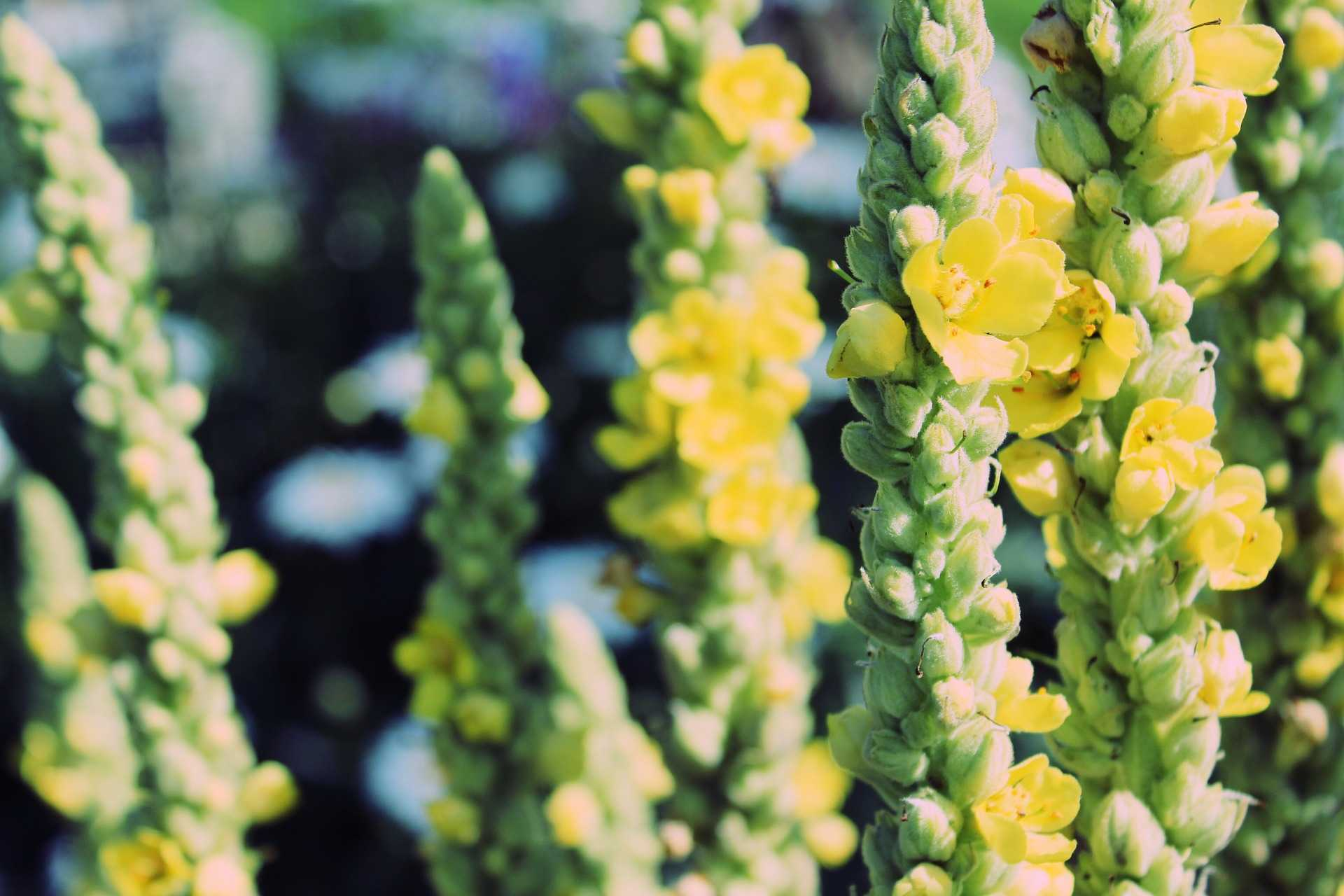 Divizna velkokvětá (Verbascum densiflorum) působí protizánětlivě uvolňuje hleny, čistí plíce a průdušky pomáhá při chřipce a nachlazení chrání sliznice dýchacích cest upravuje menstruaci uvolňuje