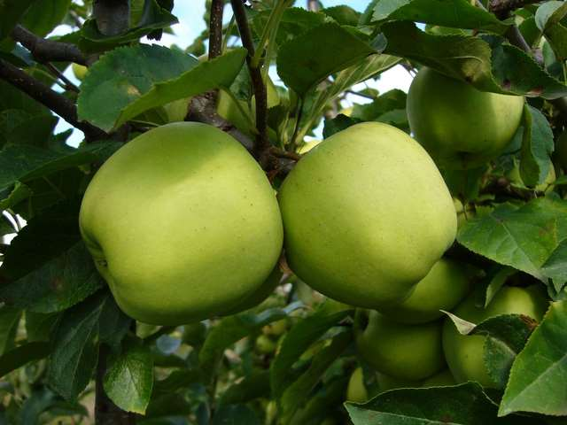 GOLDEN DELICIOUS USA, 1890, náhodný semenáč Kónický tvar