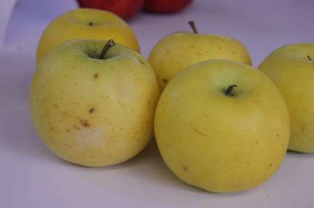 LUNA ÚEB AV ČR Střížovice 'Topaz' x 'Golden Delicious'