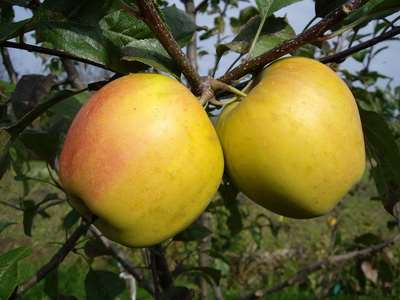 OPÁL ÚEB AV ČR Střížovice 'Golden Delicious' x 'Topaz'