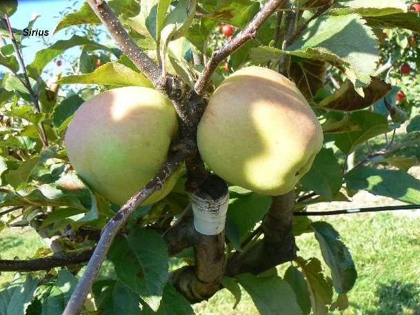 SIRIUS ÚEB AV ČR Střížovice 'Golden Delicious' x 'Topaz' Mírně