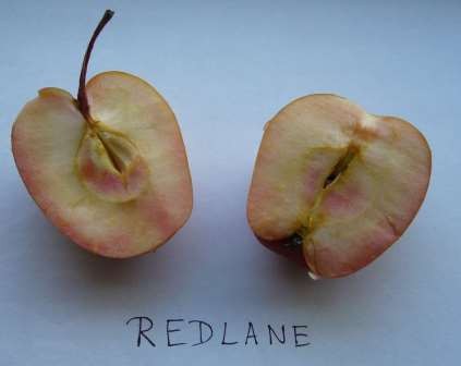 REDLANE Sloupcová odrůda Malé červené