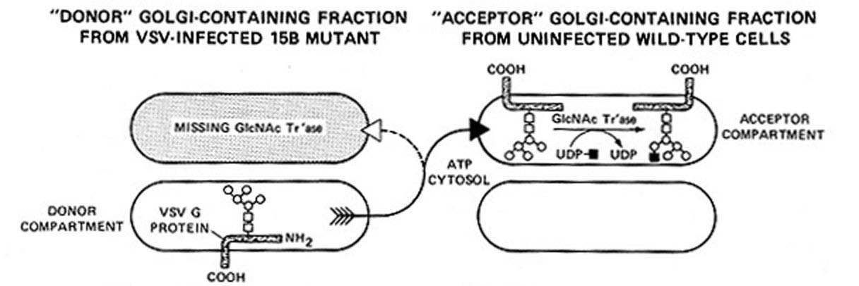 Biochemické metody studia sekrece Cell-free assays of vesicular transport: Reconstitute transport between two organelles in vitro (= bezbuněčný systém studia sekrece) Balch W.E., Dunphy W.G.