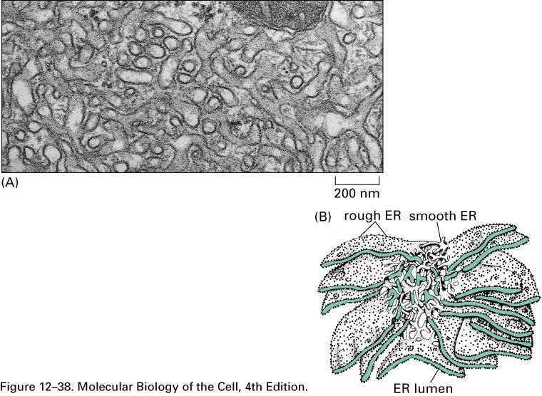 Hladké endoplasmatické retikulum hladké ER (smooth