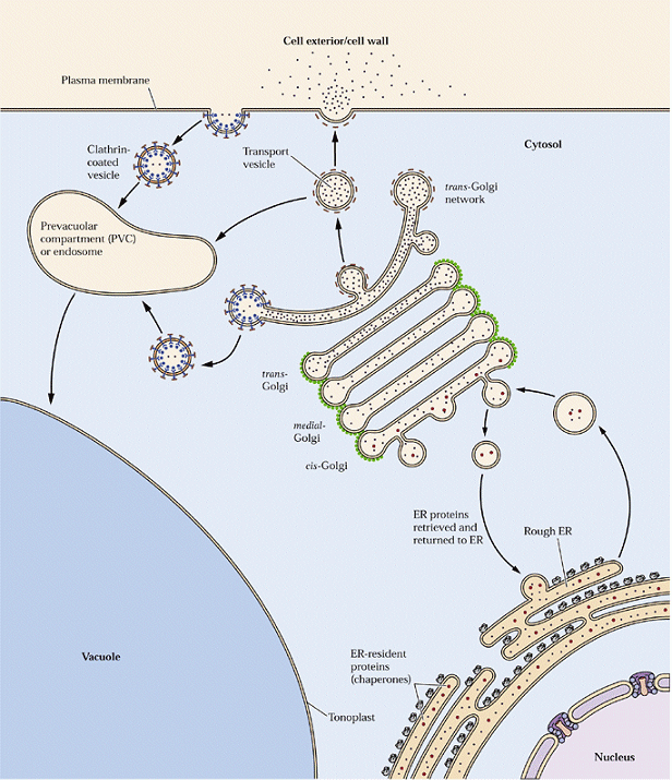 Endomembránový systém funkce a dynamika třídění proteinů transport váčků sekretorická dráha exocytóza endocytóza protein sorting vesicle trafficking secretory pathway exocytosis endocytosis