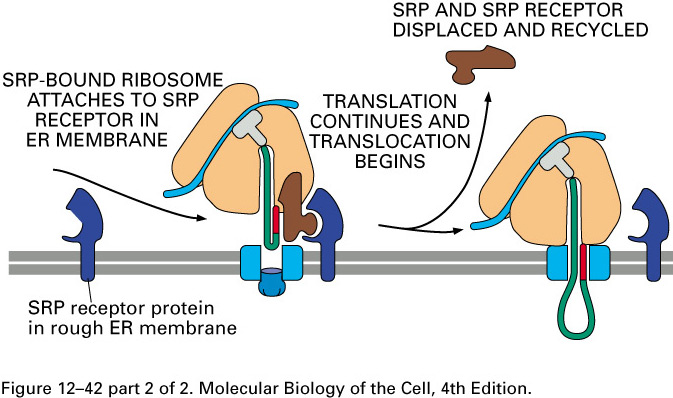 Syntéza proteinů na ER signální sekvence ribosomy jsou