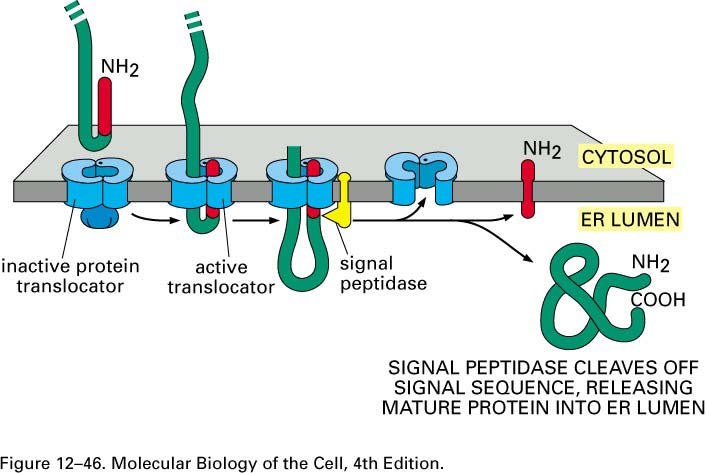 Syntéza proteinů na ER kotranslační import proteinů do