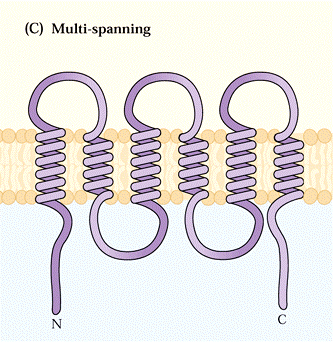 Typy transmembránových proteinů typ I typ II typ III typ IV