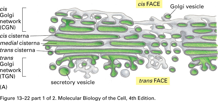 Golgiho aparát ER směr sekrece 3-dimensional reconstruction from electron micrographs of the Golgi apparatus in a secretory cell dozrávání cisteren trans-ga CM