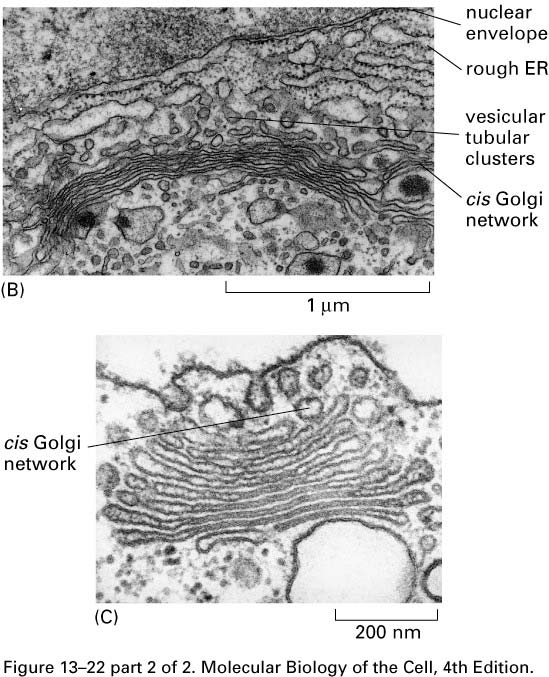 Golgiho aparát živočišné buňky: přechodová zóna mezi