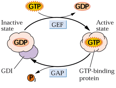 Dva hlavní mechanizmy signalizace u eukaryot
