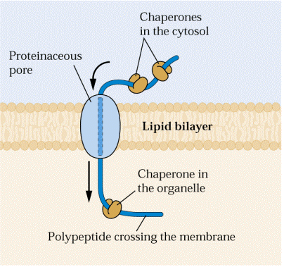 Transport proteinů a lipidů proteiny syntetizované v cytoplasmě se