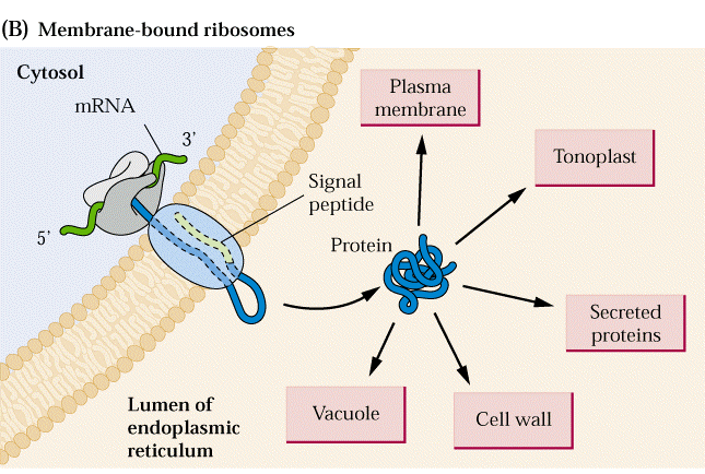 Transport proteinů a lipidů proteiny endomembránvého systému