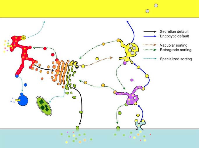 Třídění proteinů vakuola ER late endosom Golgi peroxisom