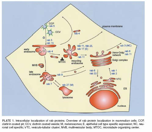 Rab GTPázy regulují tvorbu a pohyb váčků (některé interagují s cytoskeletálními motory) a při kontaktu s