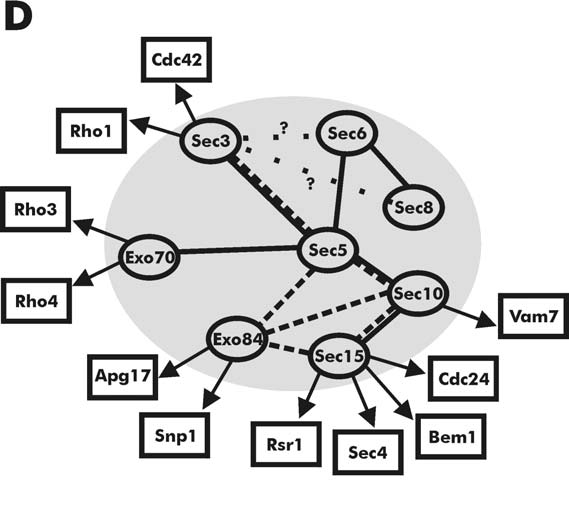 Komplex exocyst In Yeast Sec4p (Rab GTPase) controls the final step of the exocytic pathway; the exocyst is an effector for Sec4p Rho3p