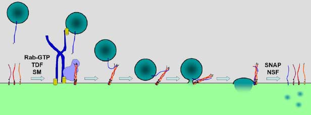 Fúze váčků s membránou Specifita konečné fúze váčku s cílovou membránou je zajišťována interakcí membránových SNARE proteinů na váčku (v-snare) i na cílové membráně (t-snare).
