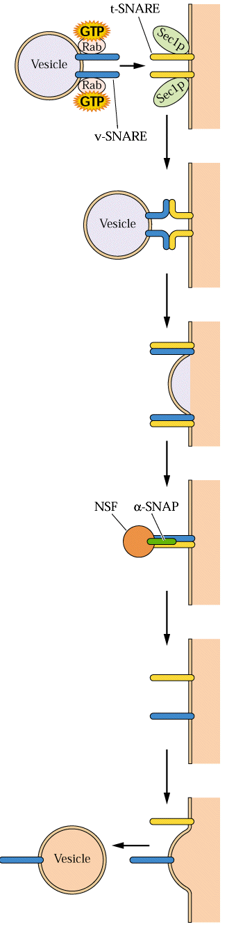 Fúze váčků s membránou synaptotagminy jsou klíčové regulátory fúze váčků citlivé k vápníku Synaptotagmin is a Ca 2+ sensor and is involved in (i) early